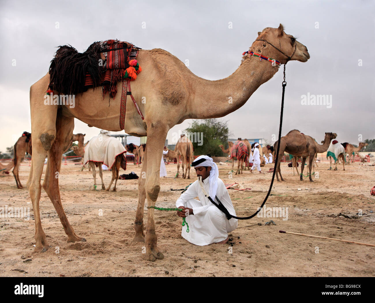 Ein Qatari humpelt sein Kamel bei Einbruch der Dunkelheit unter ungewöhnlich bewölkten Himmel. Stockfoto