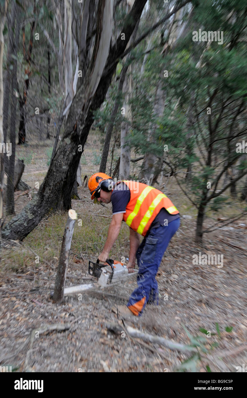 Ein Team von Männern aus der DSE (Department of Sustainability & Environment) beschneiden wieder bewachsen Bäume Stockfoto