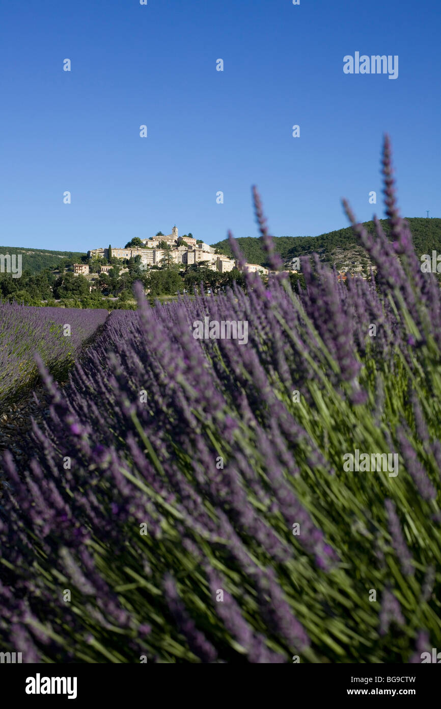 Blühende Lavendelfeld vor dem Dorf Banon, Alpes de Haute Provence, Provence, Frankreich Stockfoto