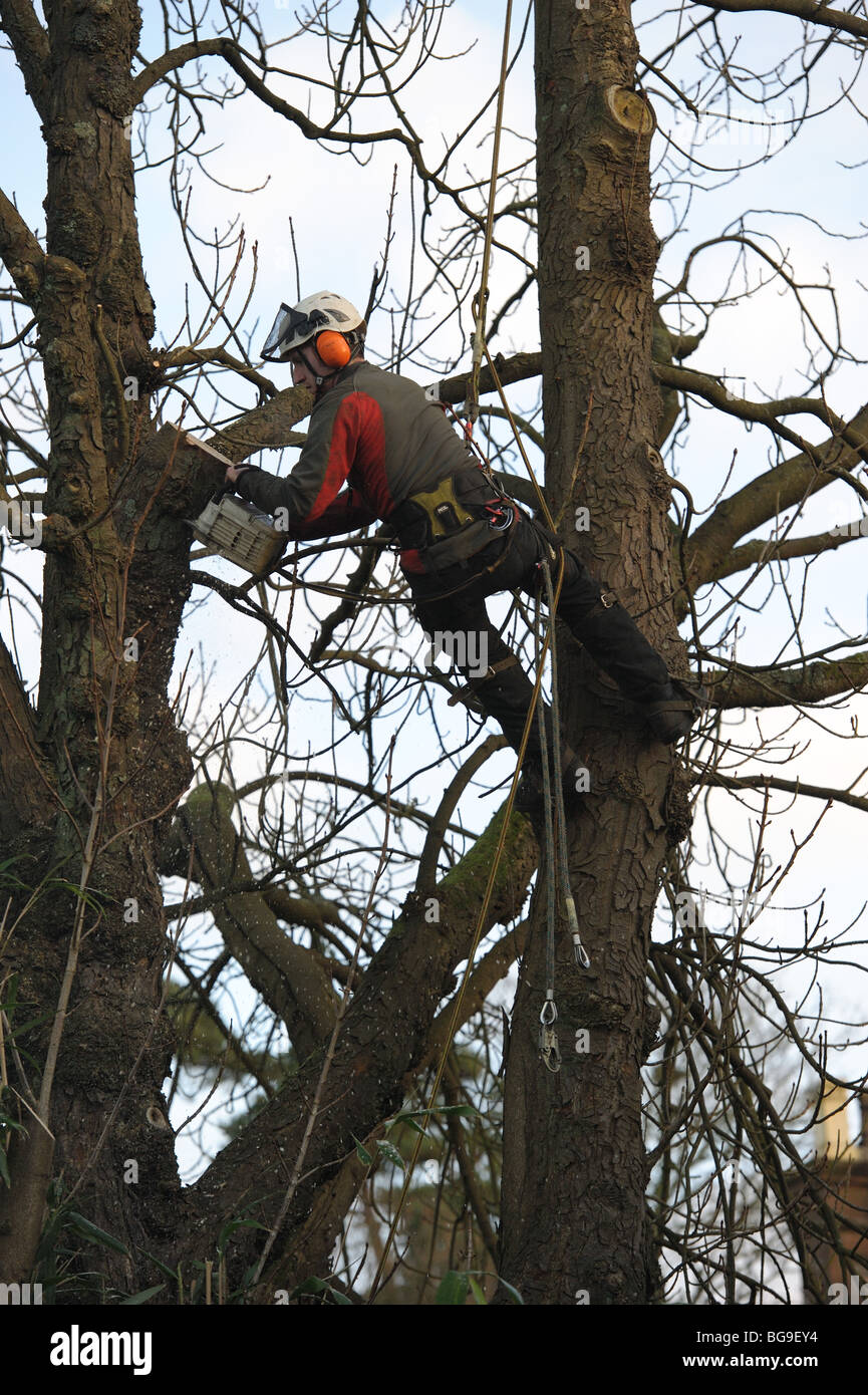 Baum Chirurg, baumzüchter, mit Hilfe einer Kettensäge, bei der Arbeit auf einen Baum Stockfoto