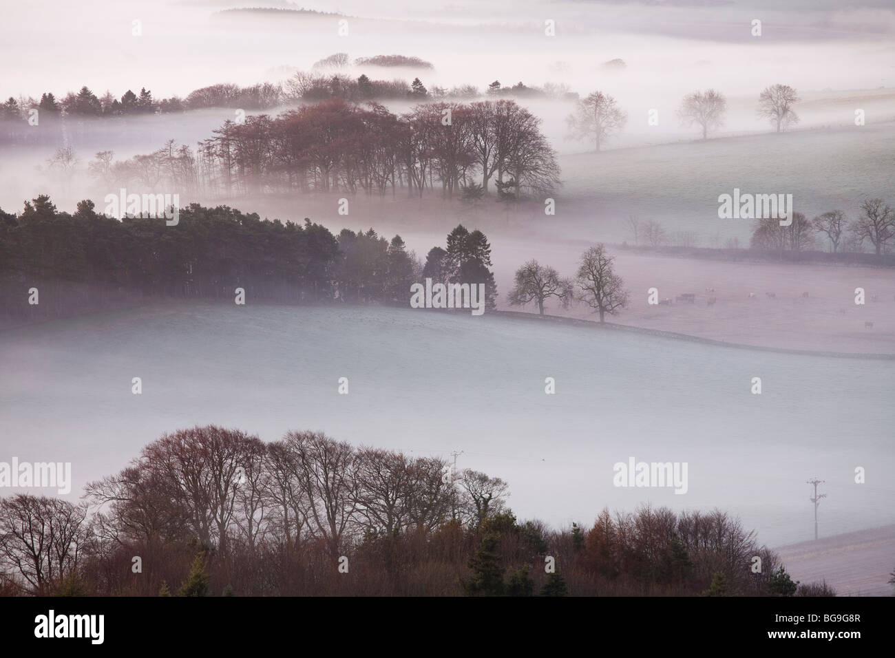 Nebel und Bäume aus den Hügel Tarvit, Ceres, Fife, Schottland Stockfoto