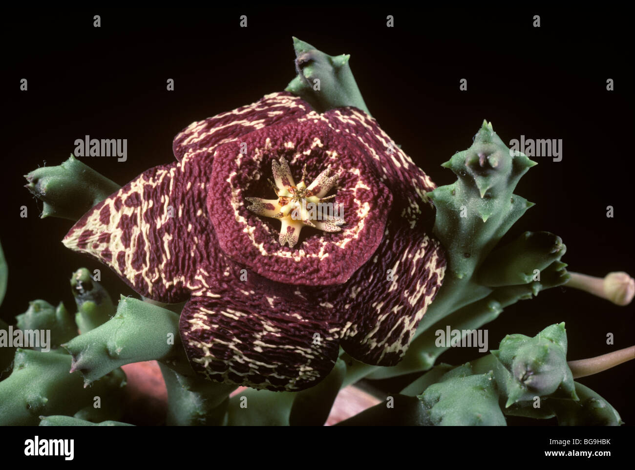 Aas Blume oder afrikanischen Seestern (Orbea Variegata) Blume auf Zierpflanze Stockfoto