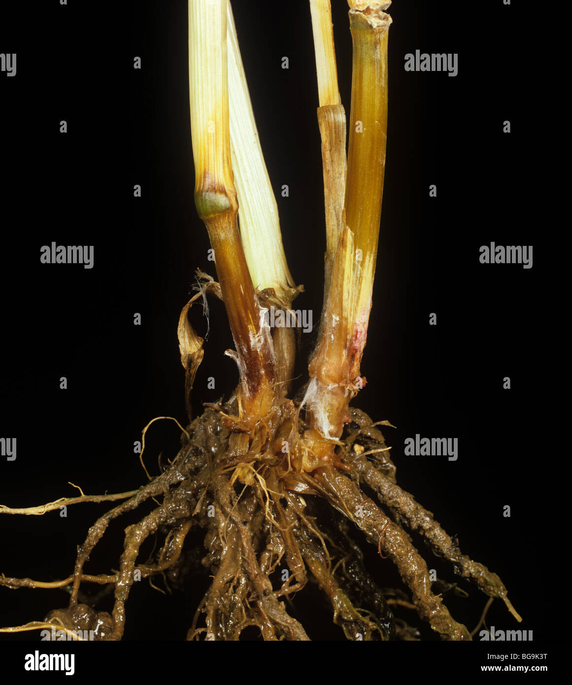 Fusarium spp Fotos und Bildmaterial in hoher Auflösung Alamy