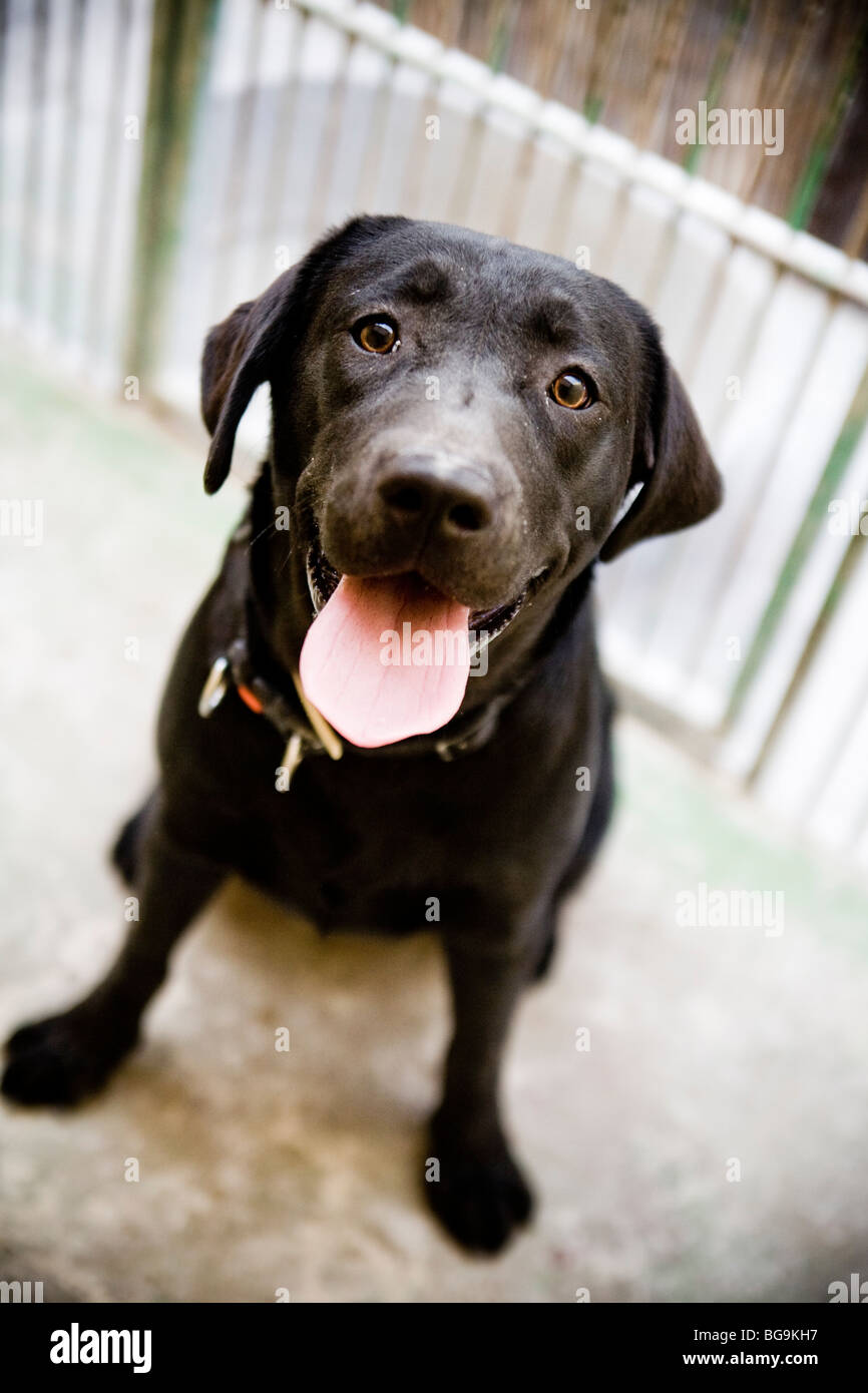 Ein Labrador-Mix sitzt in einem Käfig in einem Rescue center Stockfoto