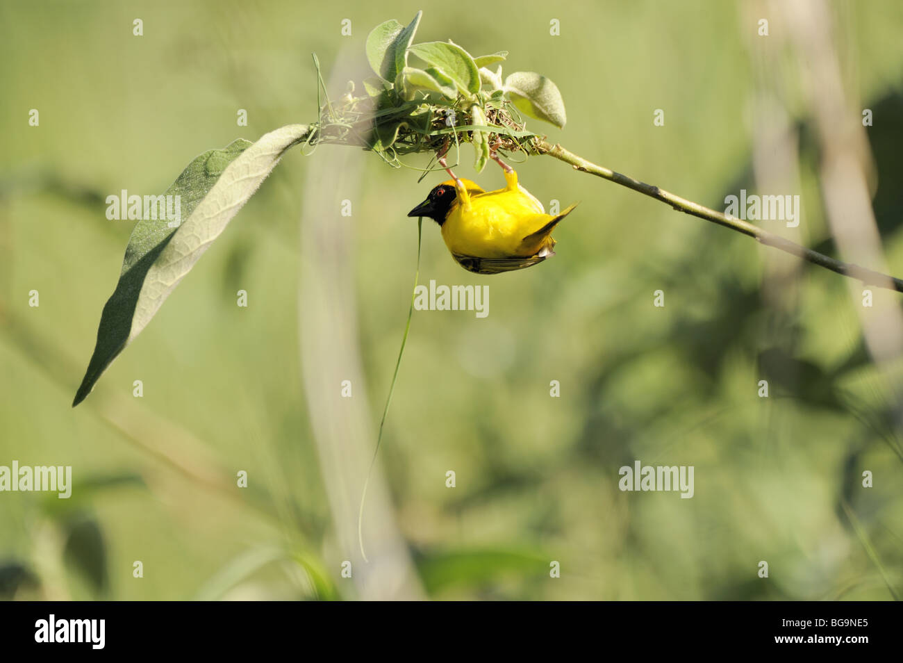 Männlichen südlichen maskierte Webervogel bauen ihr Nest mit Schilf Stockfoto