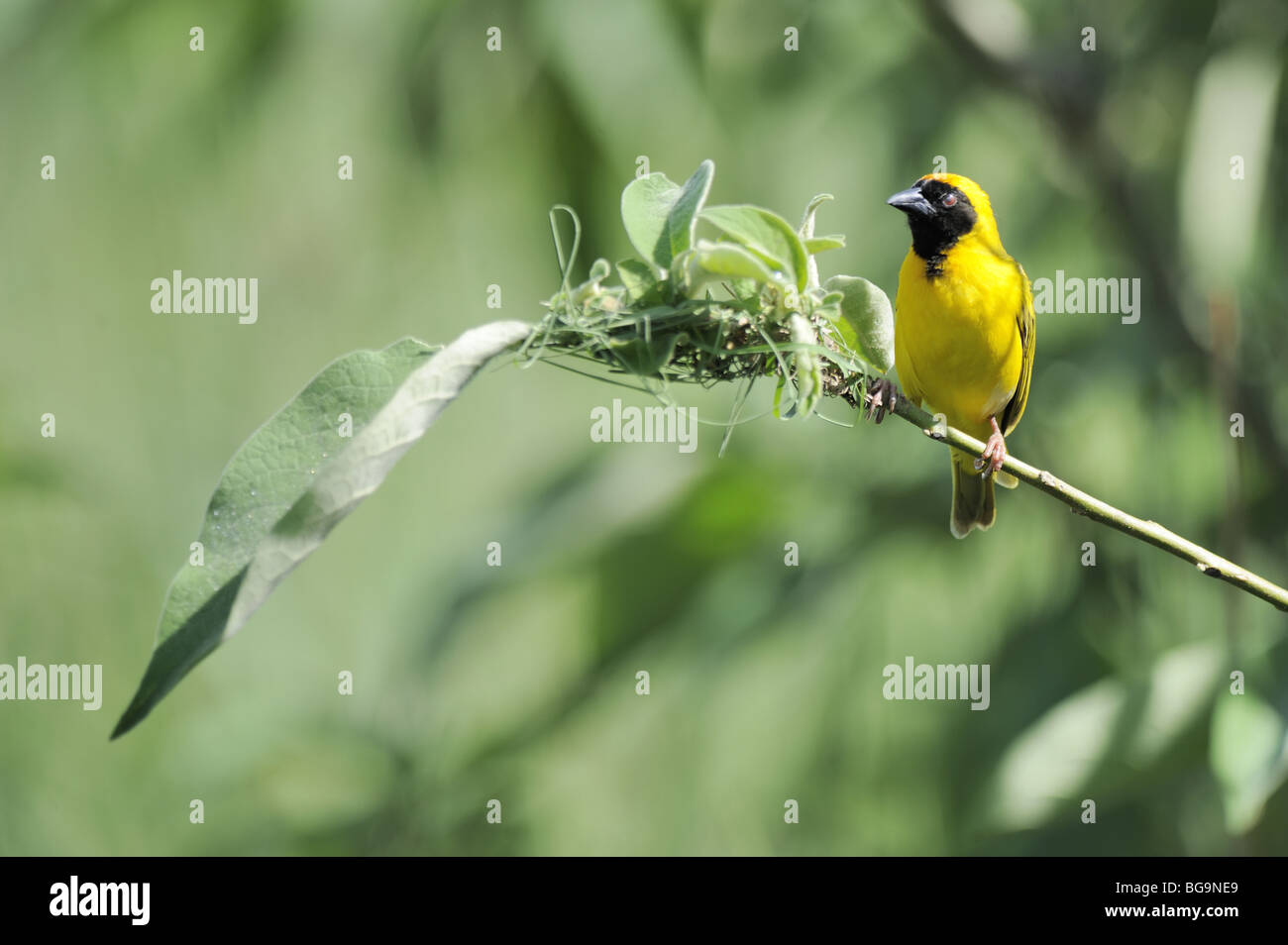 Männlichen südlichen maskierte Webervogel bauen ihr Nest mit Schilf Stockfoto