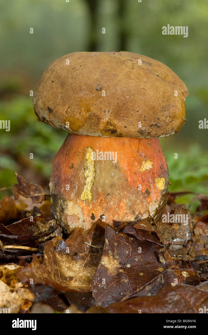 Bolete Fotos und Bildmaterial in hoher Auflösung Alamy