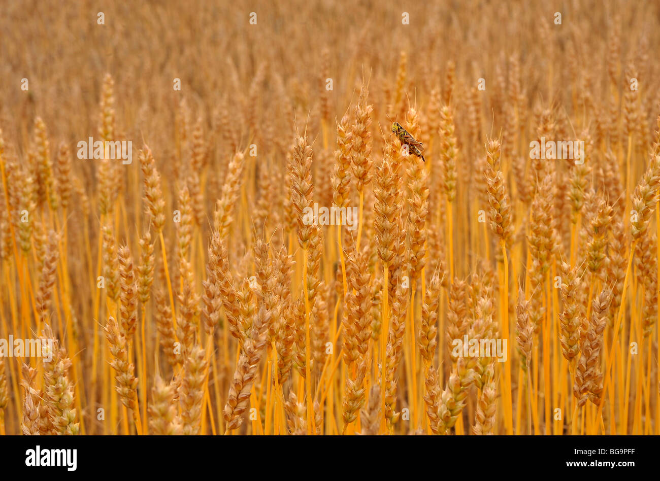 Eine Heuschrecke Insekt sitzt oben auf einen Stiel von gereiften Weizen auf einem Bauernhof Feld in ländlichen Alberta Kanada Stockfoto