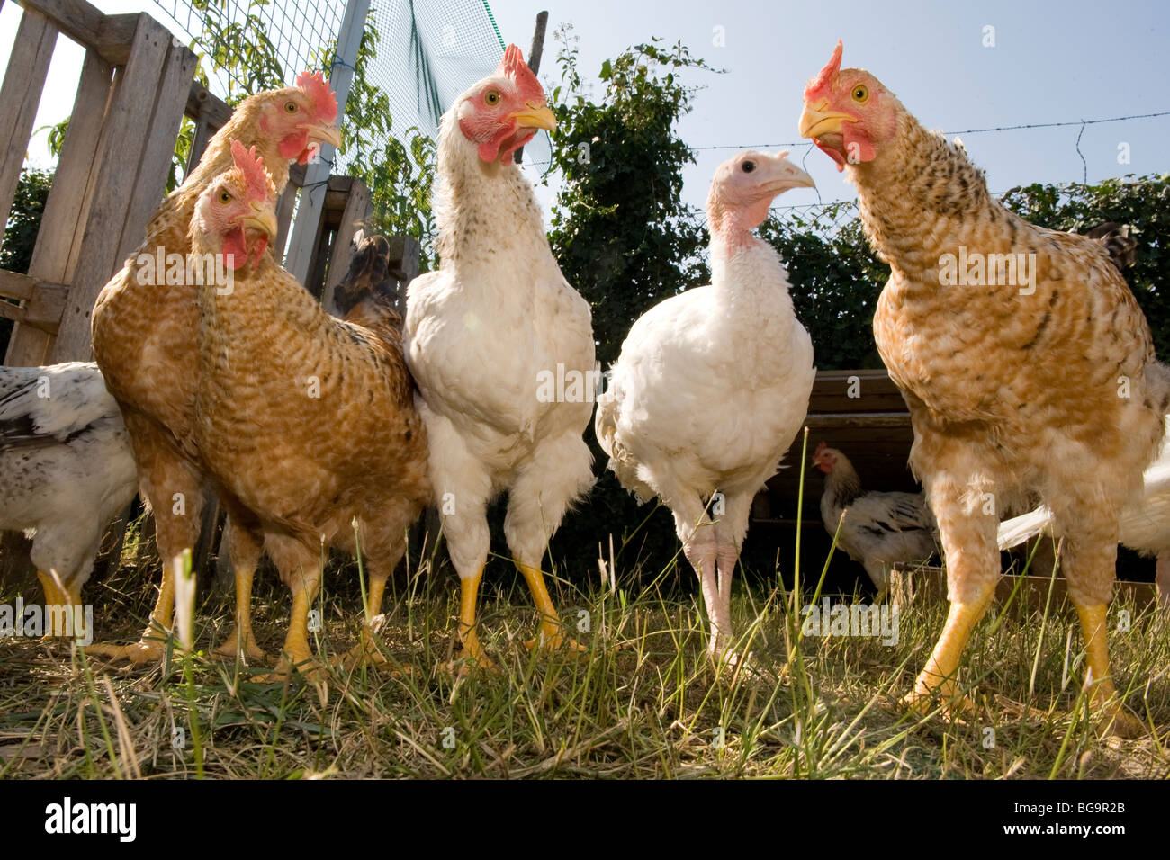 Hühner und Puten in Land Stockfoto