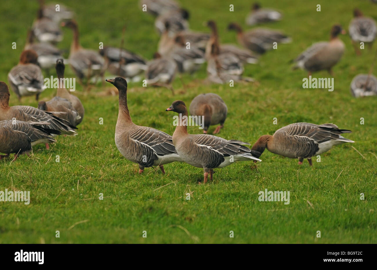 Pink-footed Goose Herde im Bereich Stockfoto