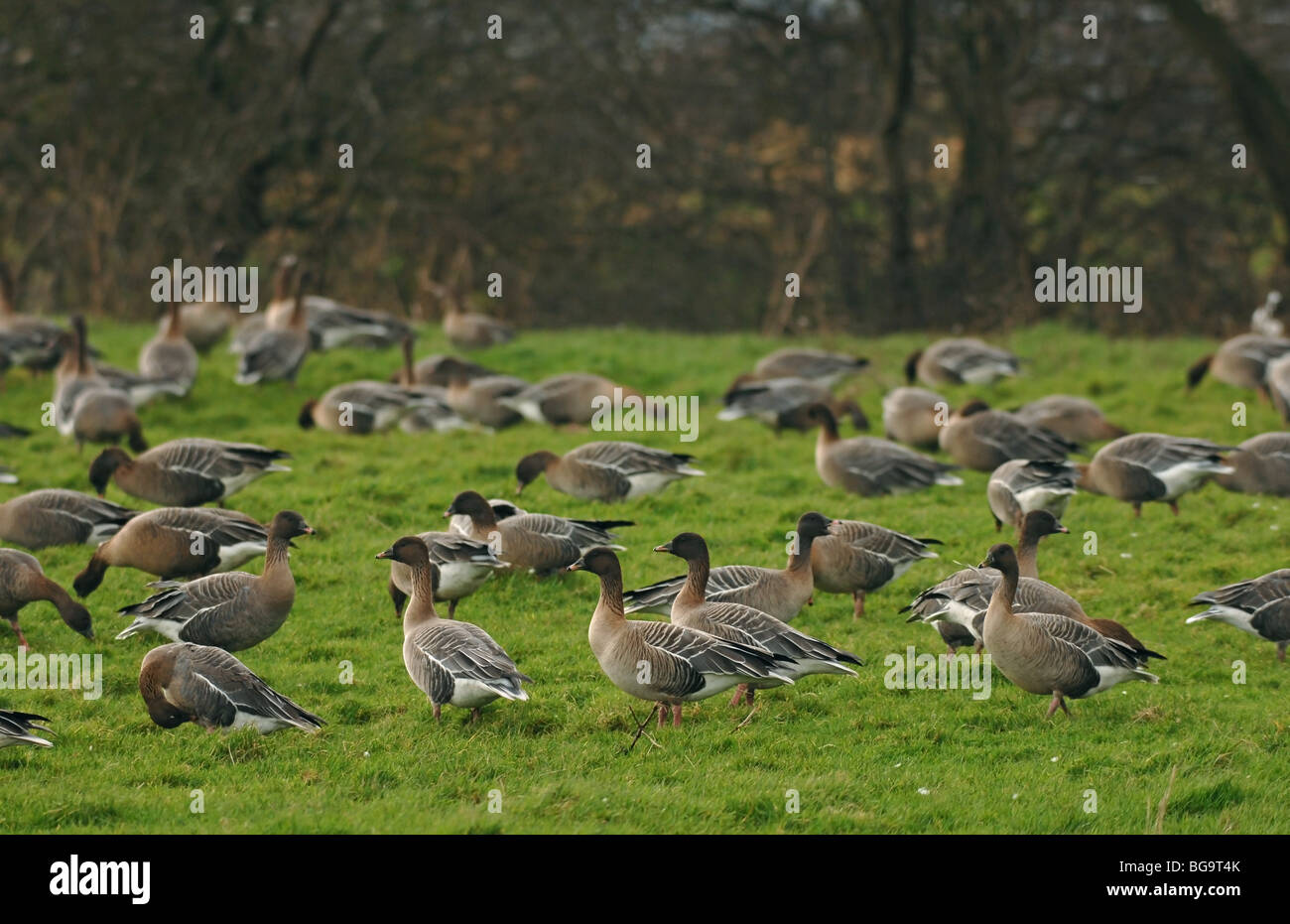 Pink-footed Goose Herde im Bereich Stockfoto
