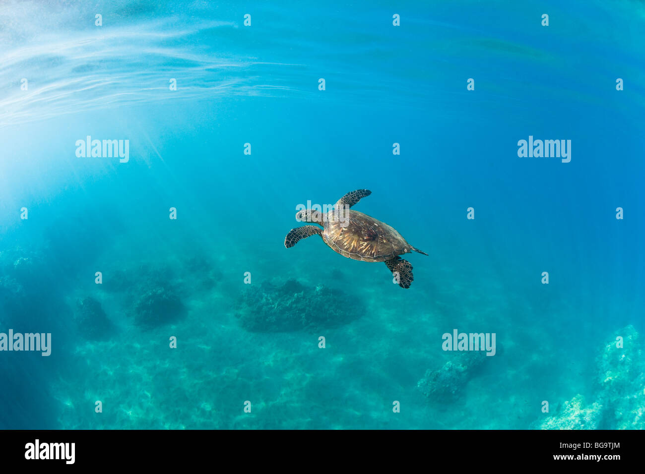 Grüne Meeresschildkröte Stockfoto