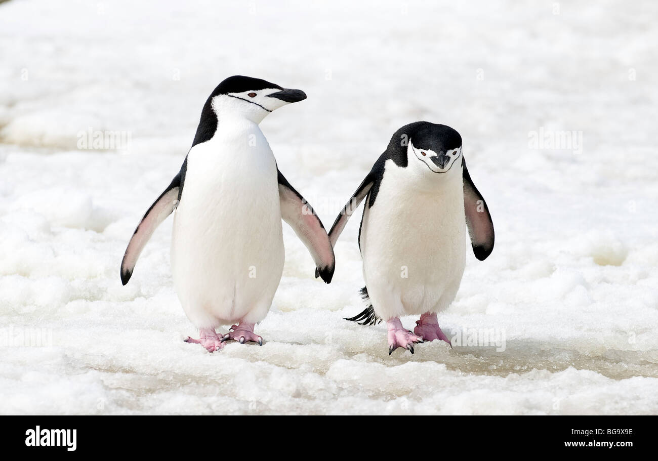"Kinnriemen Pinguine holding flossen." Stockfoto