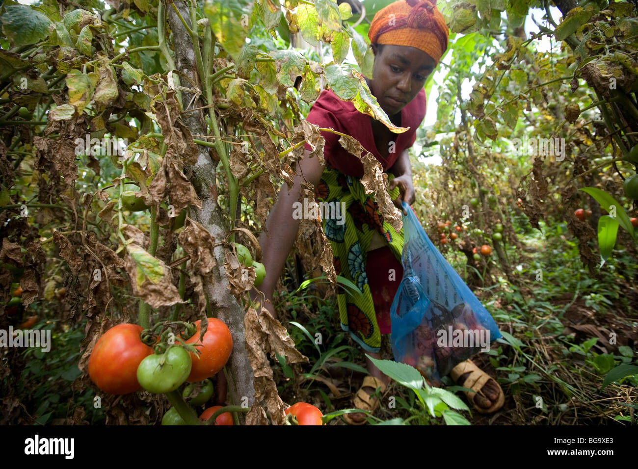 Eine Frau erntet Tomaten in ihrem Garten am Fuße des Mount Kilimanjaro, Tansania. Stockfoto
