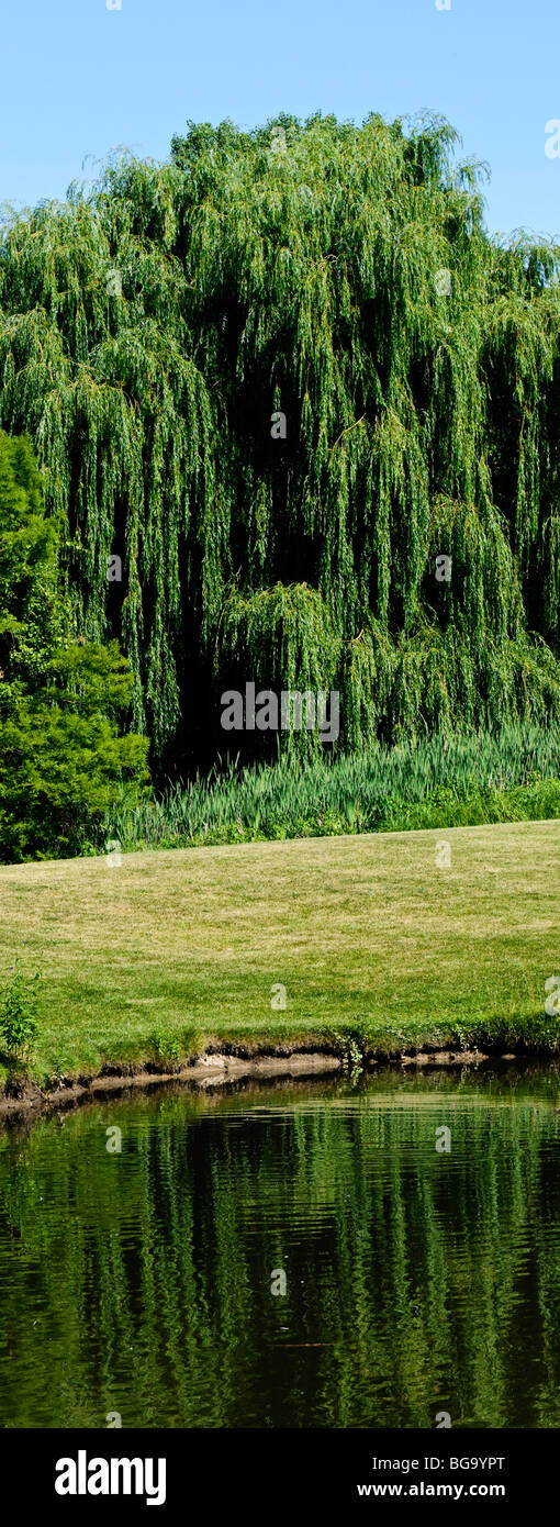 Weidenbaum spiegelt sich am Rand eines Teiches in einem groß panorama Stockfoto