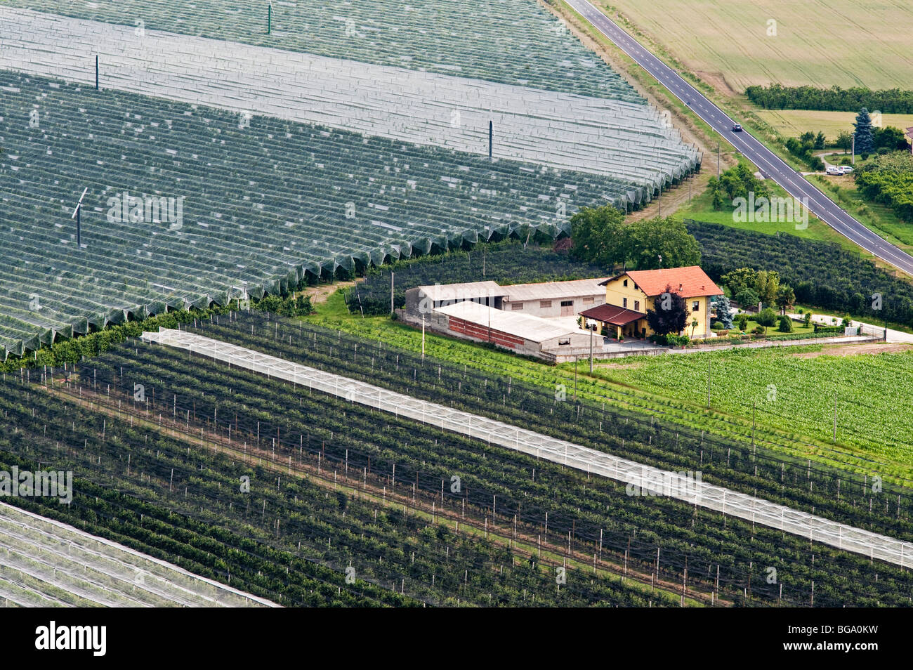 Intensive Landwirtschaft im Po Delta, in der Nähe von Saluzzo, Turin, Italien. Pfirsichgärten wachsen unter schützendem Plastik Stockfoto