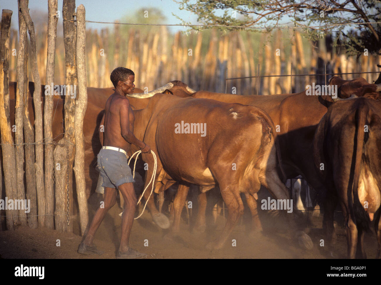 Ein San Bushman herding sein Vieh in einem Kral, Tchumkwe, Stockfoto
