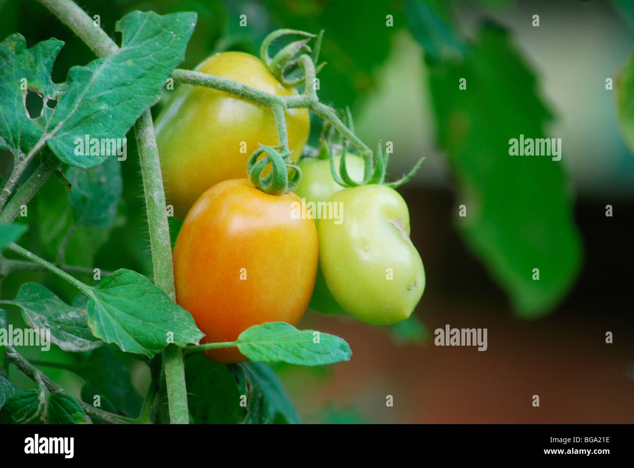 Tomatenpflanze Stockfoto