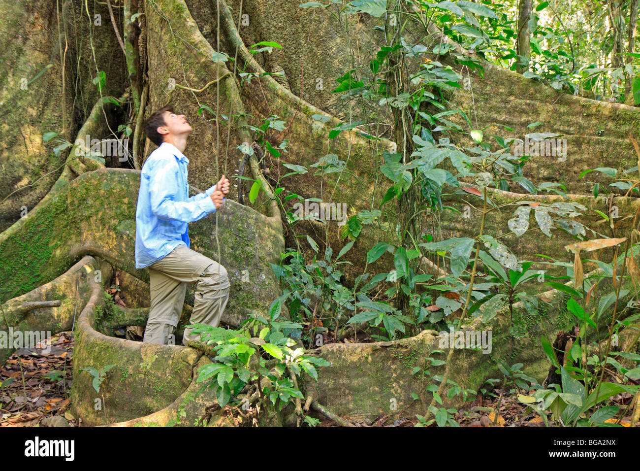 Teenager, die Blick auf einen riesigen Baum (Ficus), Tambopata National Reserve, Amazonas Region, Peru, Südamerika Stockfoto