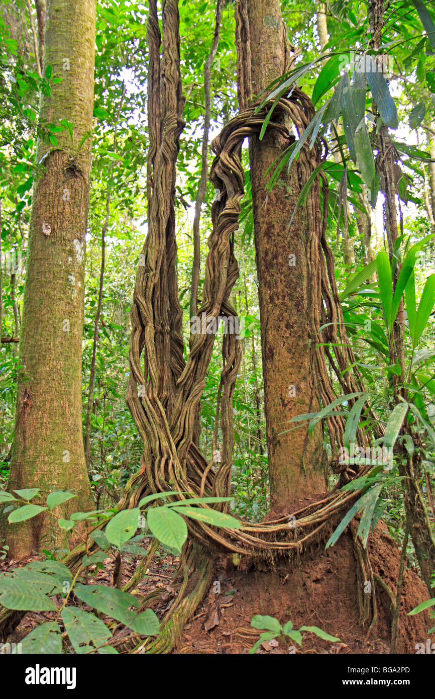 Kletterpflanze auf einen Baum, Tambopata National Reserve, Amazonasgebiet, Peru, Südamerika Stockfoto