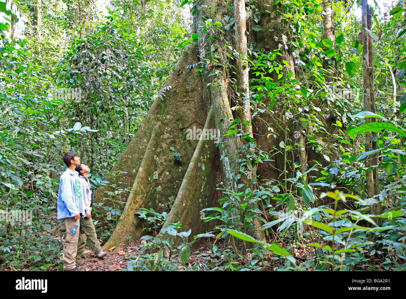 Teenager-Jungen und Frau betrachten ein riesiger Baum, Tambopata National Reserve, Amazonasgebiet, Peru, Südamerika Stockfoto