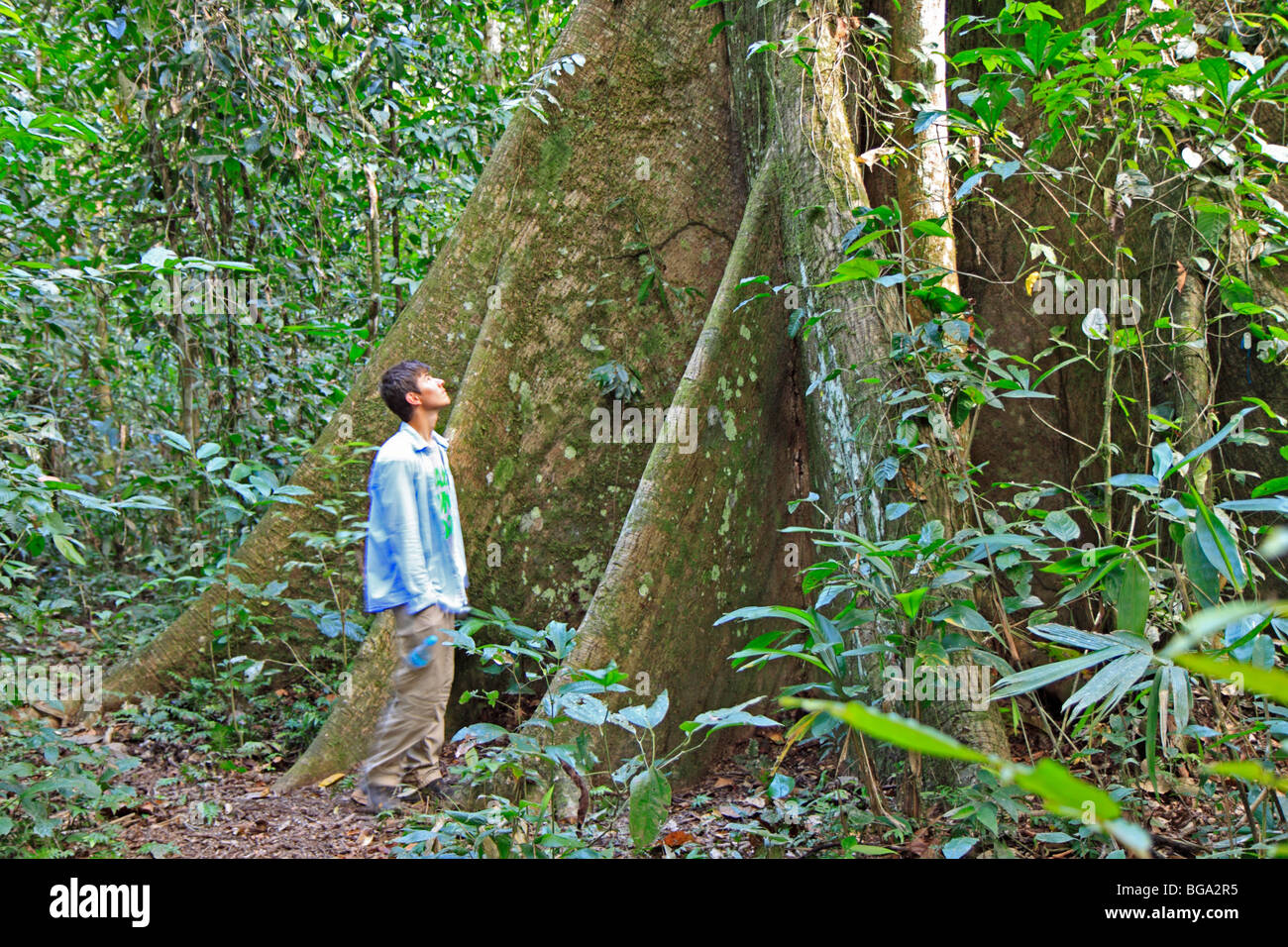 Teenager, die Blick auf einen riesigen Baum, Tambopata National Reserve, Amazonasgebiet, Peru, Südamerika Stockfoto