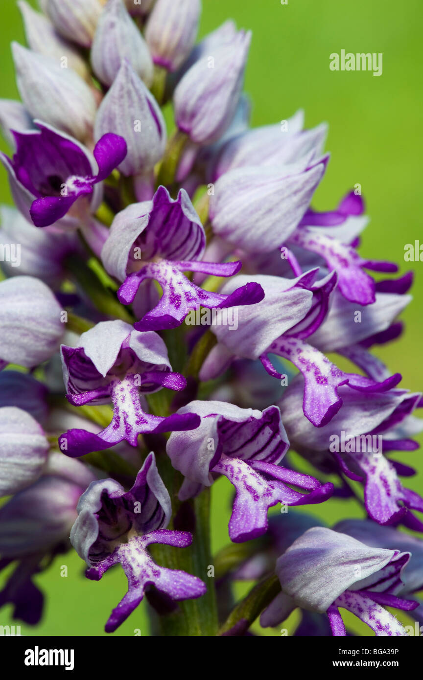 Militärische Orchidee (Orchis Militaris), Blume detail Stockfoto