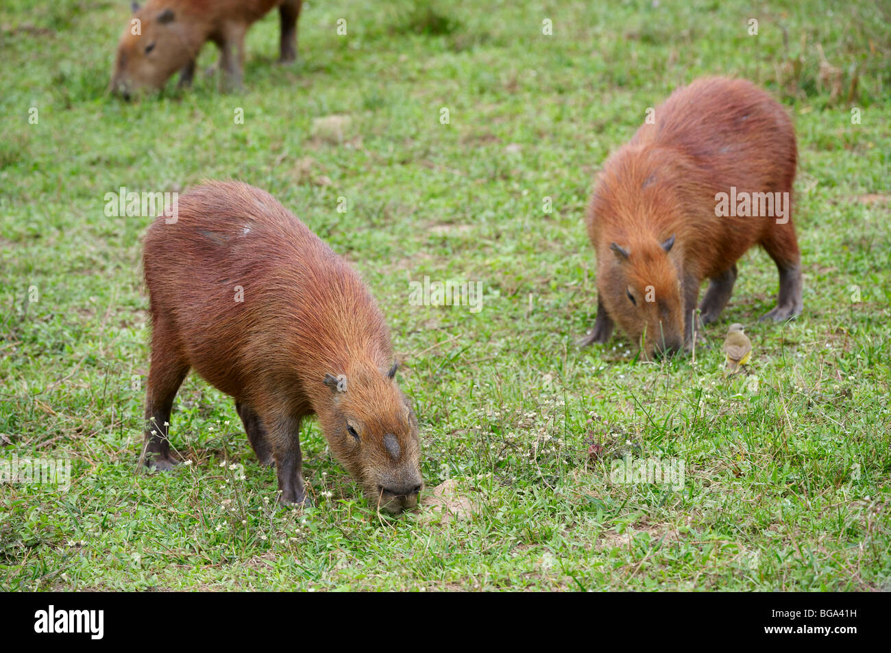 Capybara, Hydrochoerus Hydrochaeris, PANTANAL, MATO GROSSO, Brasilien, Südamerika Stockfoto