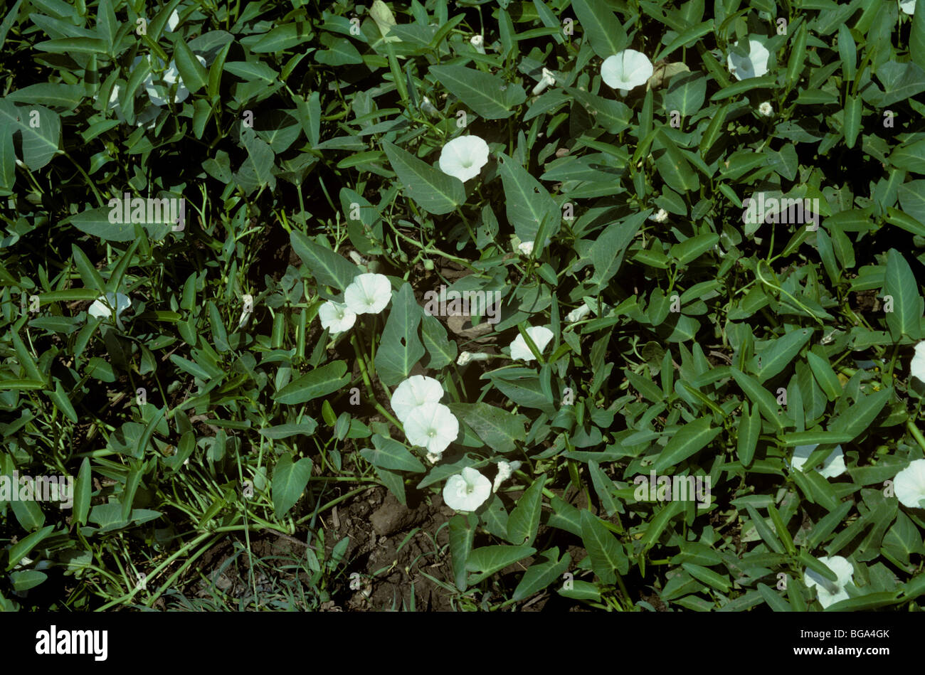 Sumpf oder Wasser Blumen Prunkwinde (Ipomoea Aquatica) Stockfoto
