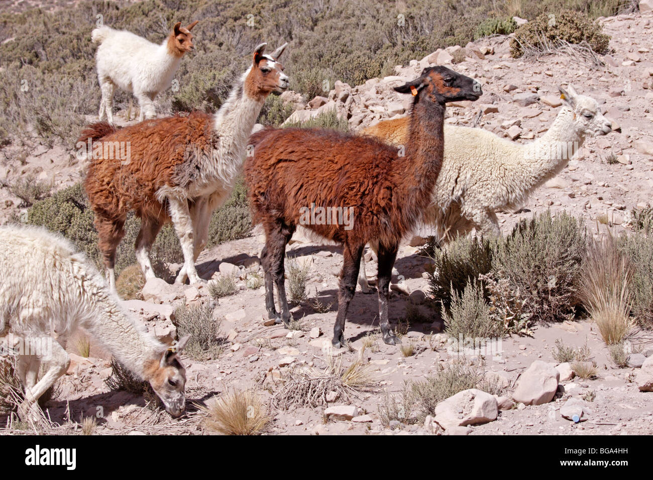 Lamas, Pampa Canauas in der Nähe von Arequipa, Anden, Peru, Südamerika Stockfoto
