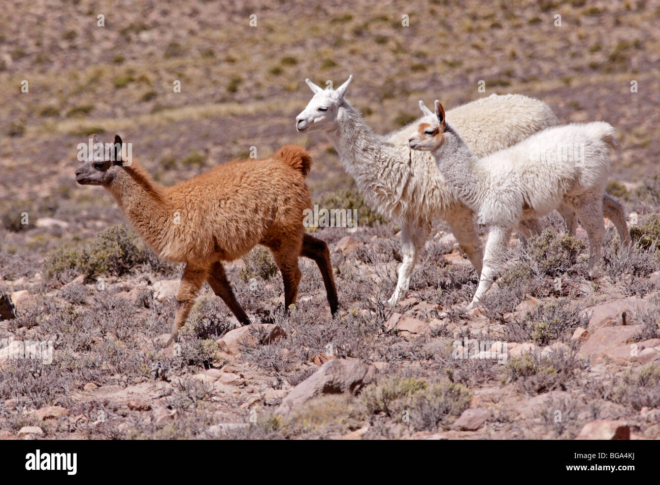 Lamas, Pampa Canauas in der Nähe von Arequipa, Anden, Peru, Südamerika Stockfoto