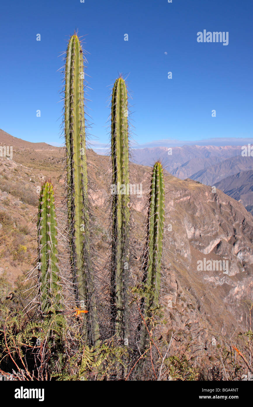 Kaktus im Colca Canyon, Anden, Peru, Südamerika Stockfoto