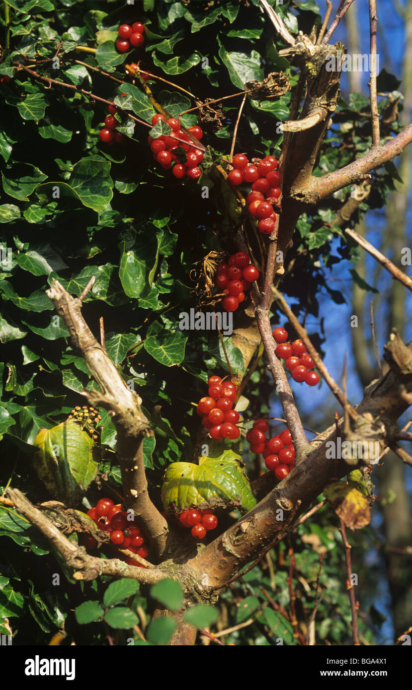 SchwarzZaunrübe Tamus Communis) giftig reifen roten Beeren auf Efeu