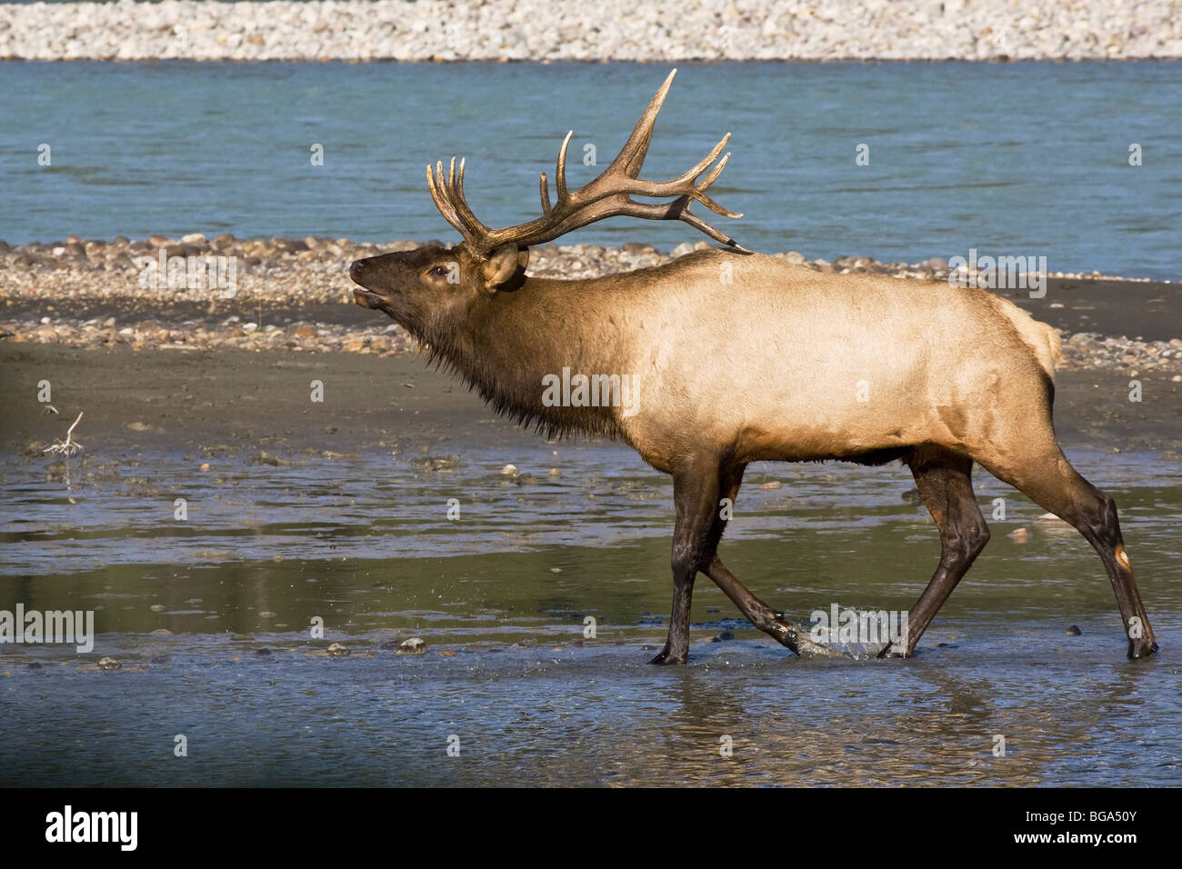 Bull Elk zu Fuß durch den Fluss, die Verteidigung seines Territoriums - arrogante Haltung und Körperhaltung Stockfoto