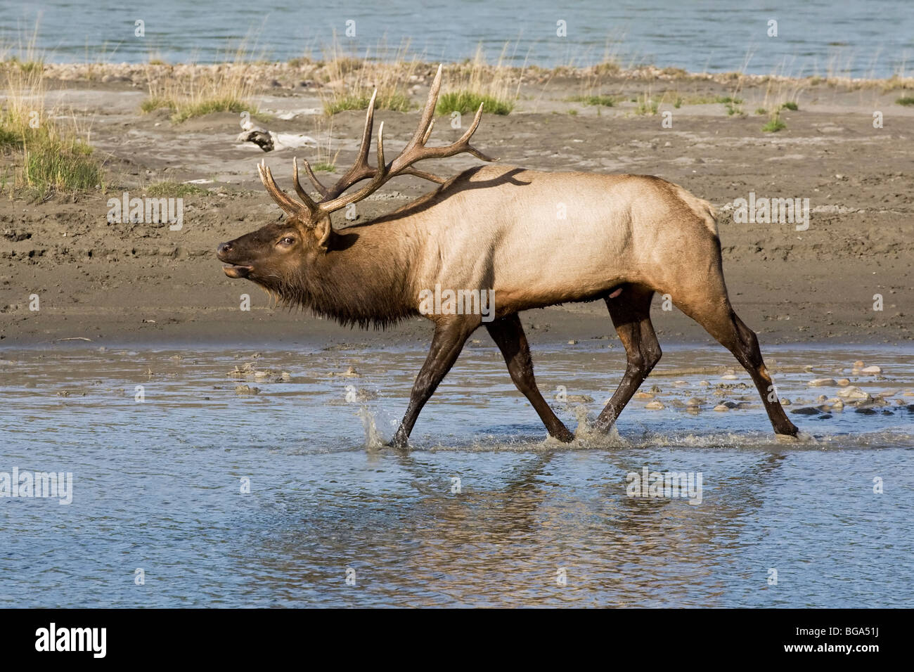 Bull Elk Aufladen durch den Fluss, sein Revier zu verteidigen Stockfoto