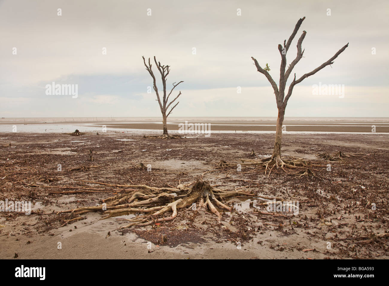 Desolate Mangrovensumpf mit toten Baumstümpfen, vor der Westküste von Malaysia. Stockfoto