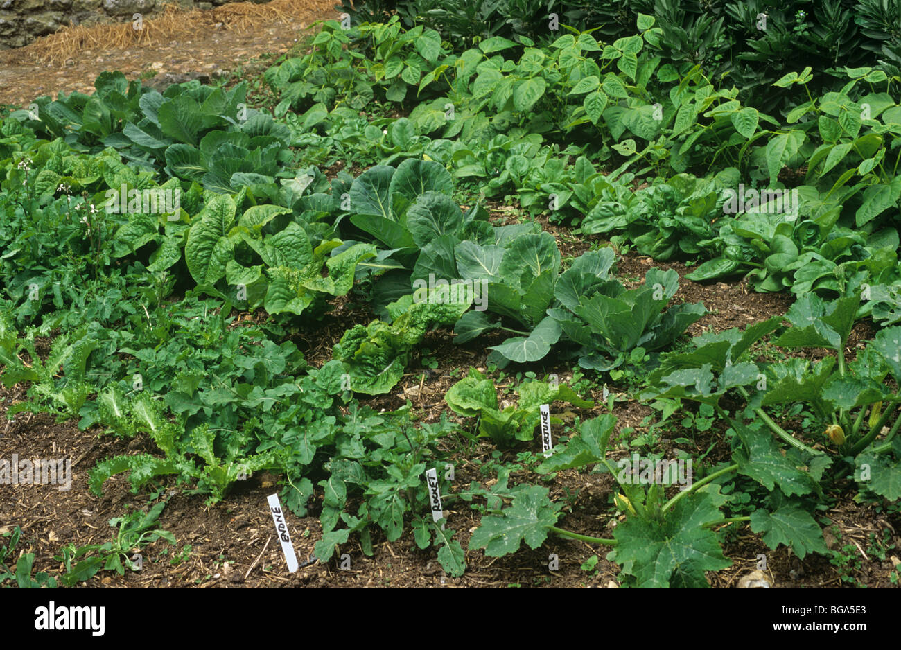 Gemüsegarten mit Rucola, Celtuce, Kohl und andere Stockfoto