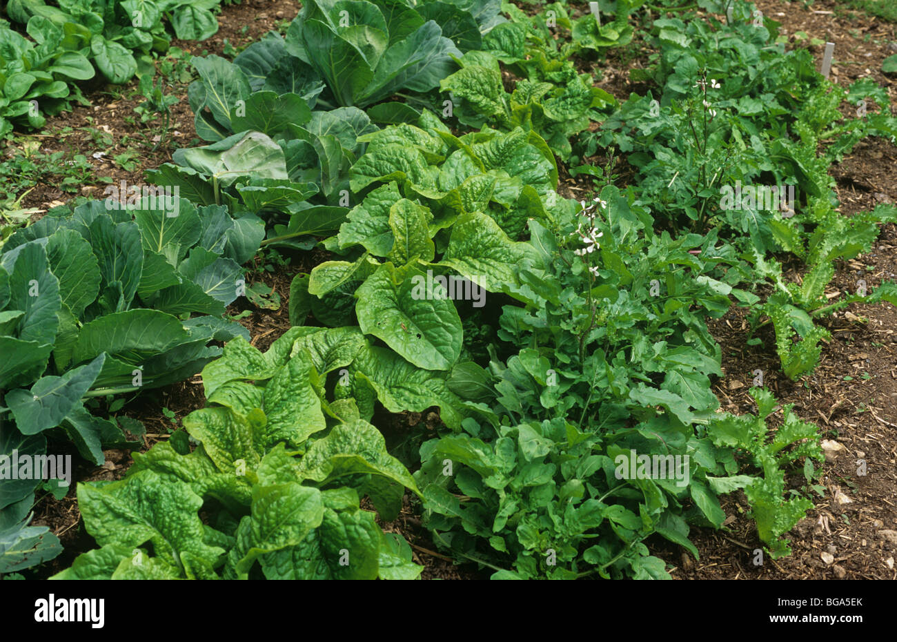 Gemüsegarten mit Rucola, Celtuce, Kohl und andere Stockfoto