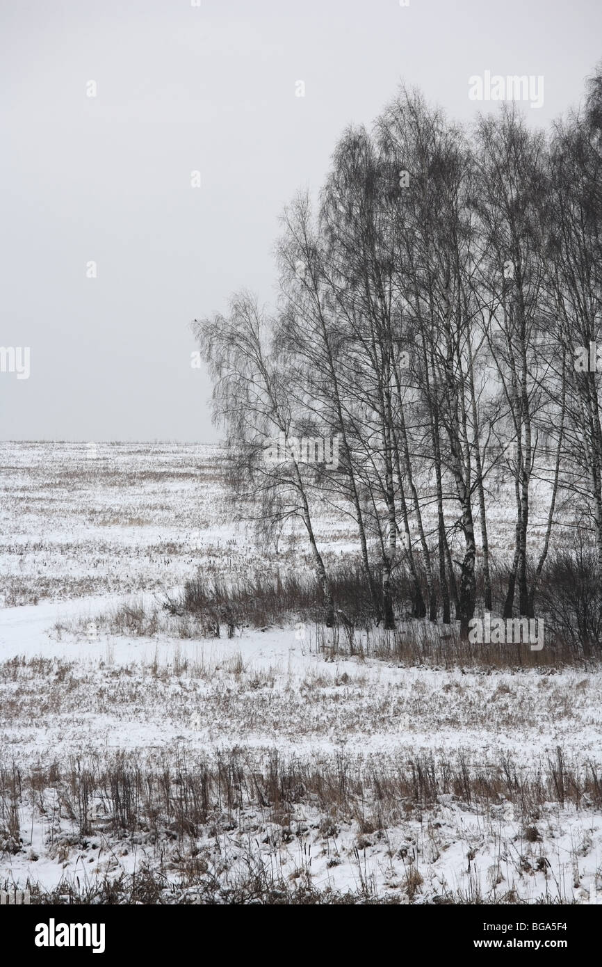 Winterlandschaft mit Birken an einem bewölkten Tag, vertikale Zusammensetzung. Moskau, Russland. Stockfoto