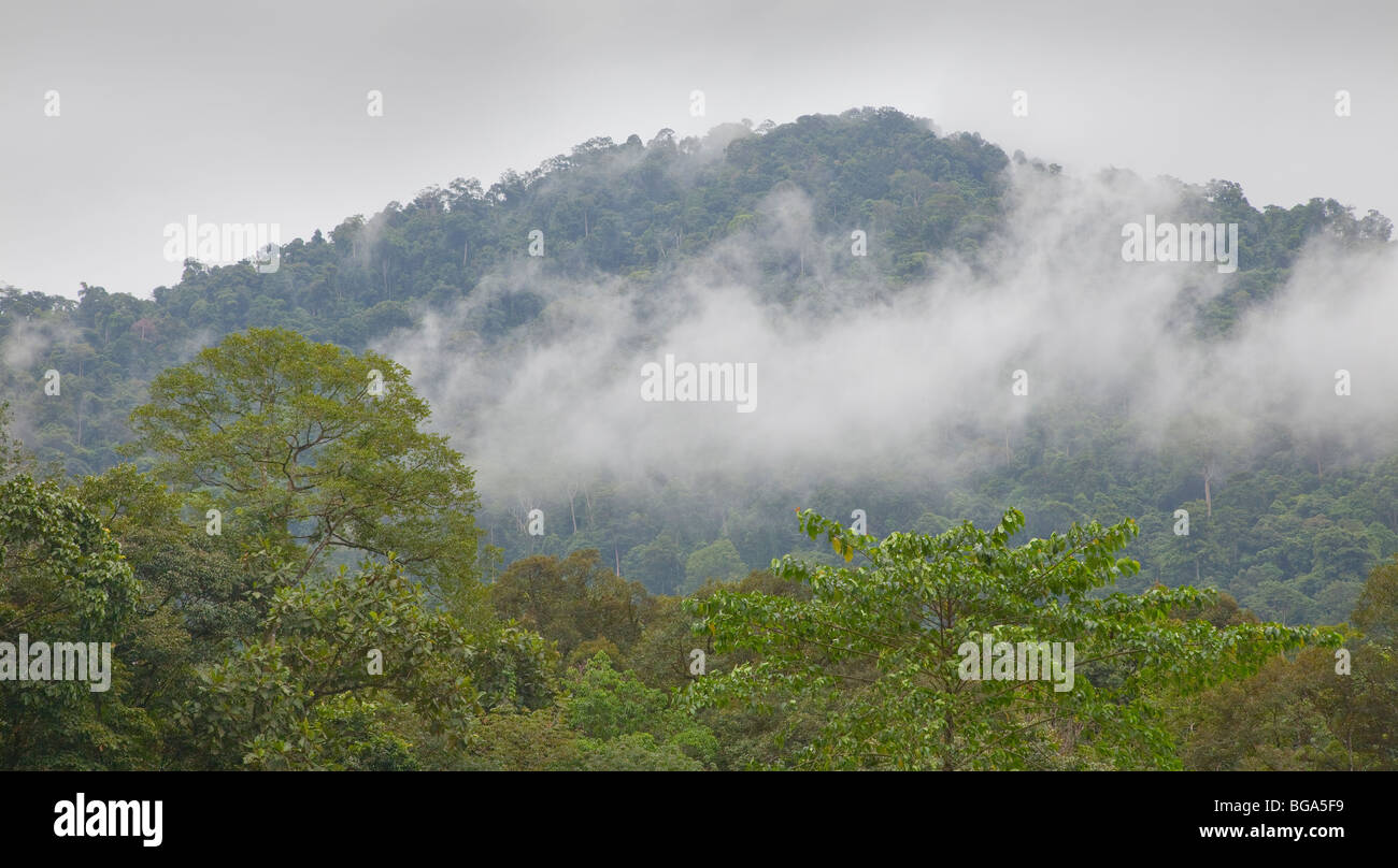 Dampfenden feuchten Regenwald Szene, bewölkter Himmel, Malaysia Stockfoto