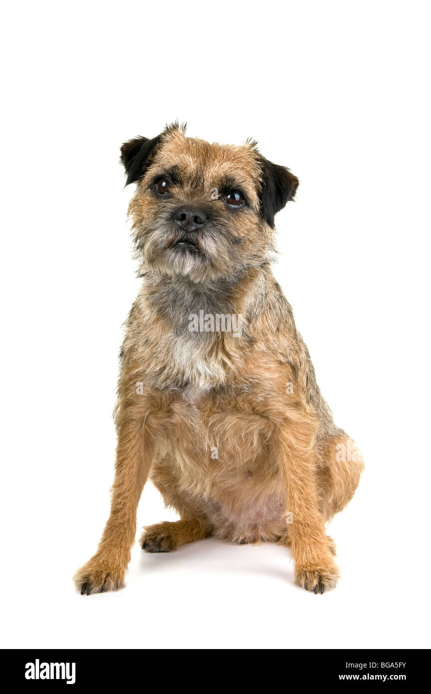 süße englische Border Terrier auf weißem Hintergrund Stockfoto