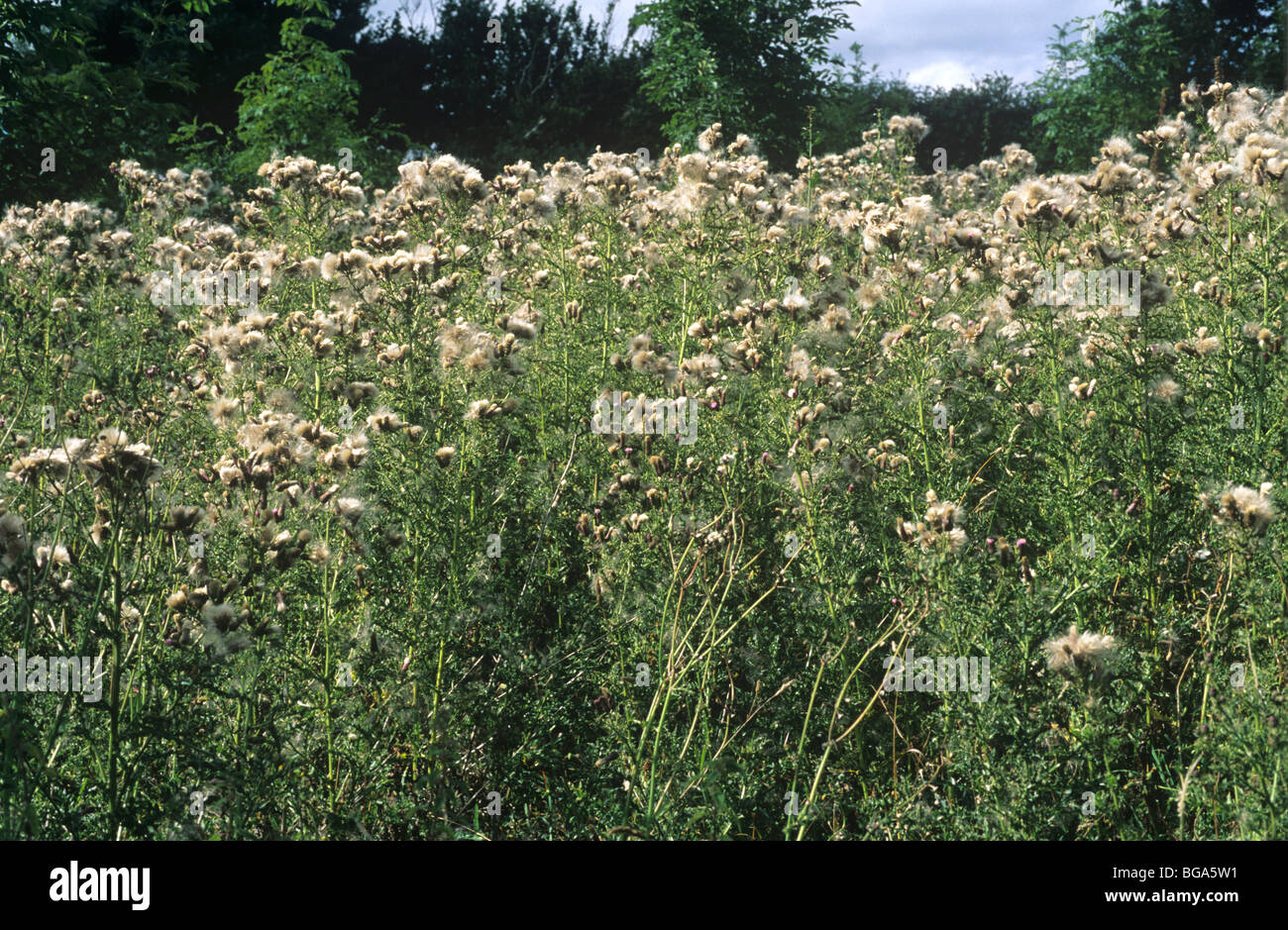 Schleichende Distel (Cirsium Arvense) säen, Pflanzen Stockfoto