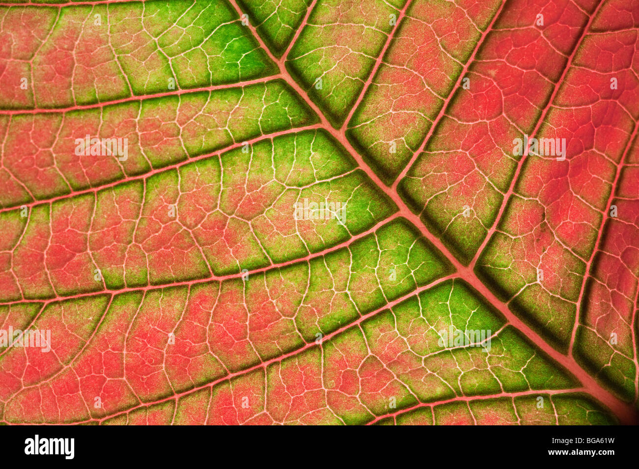 Bunte Blatt Vene Detail, Weihnachtsstern, Euphorbia Pulcherrima, beliebte Zimmerpflanze für Weihnachten. Stockfoto