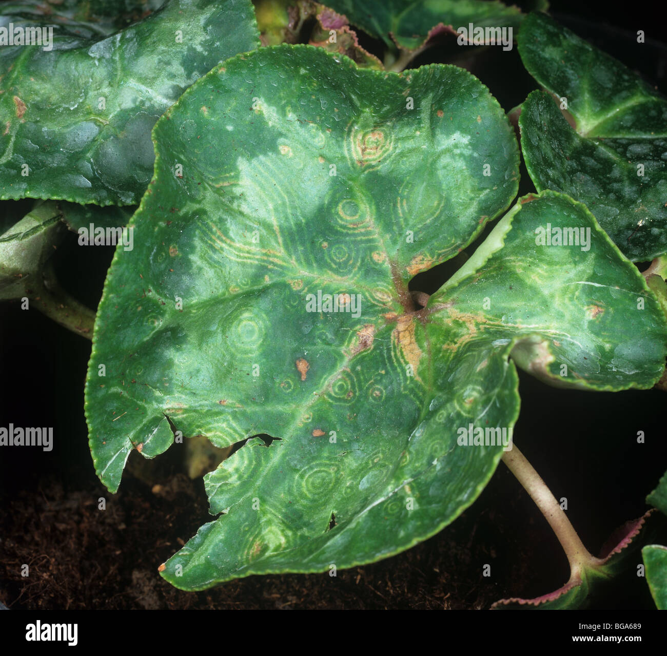 Alpenveilchen Ringspot Virus entdeckt Tomate verwelken Virus Symptome auf Alpenveilchen Blätter Stockfoto