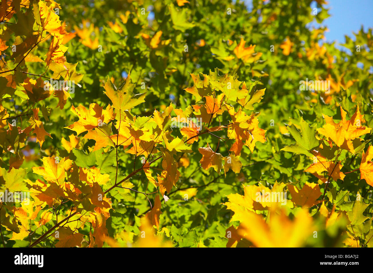 Herbstlaub im Baum Stockfoto