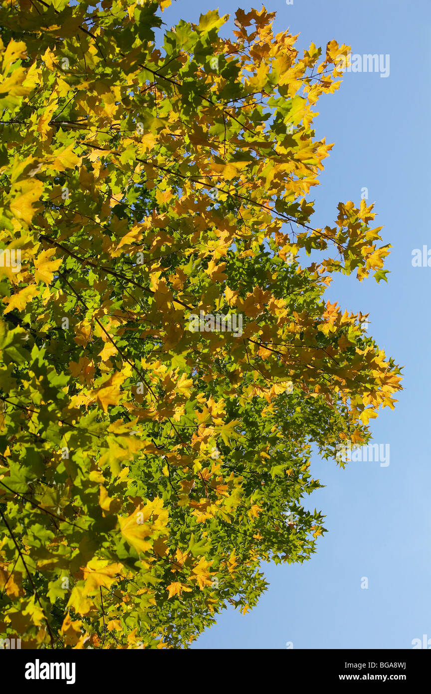 Herbstlaub im Baum Stockfoto