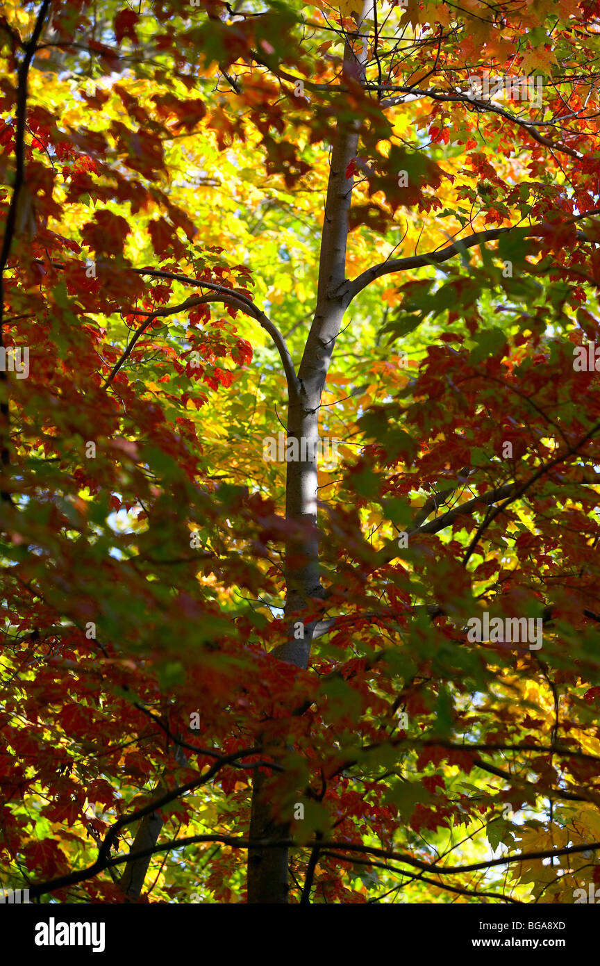 Herbstlaub im Baum Stockfoto