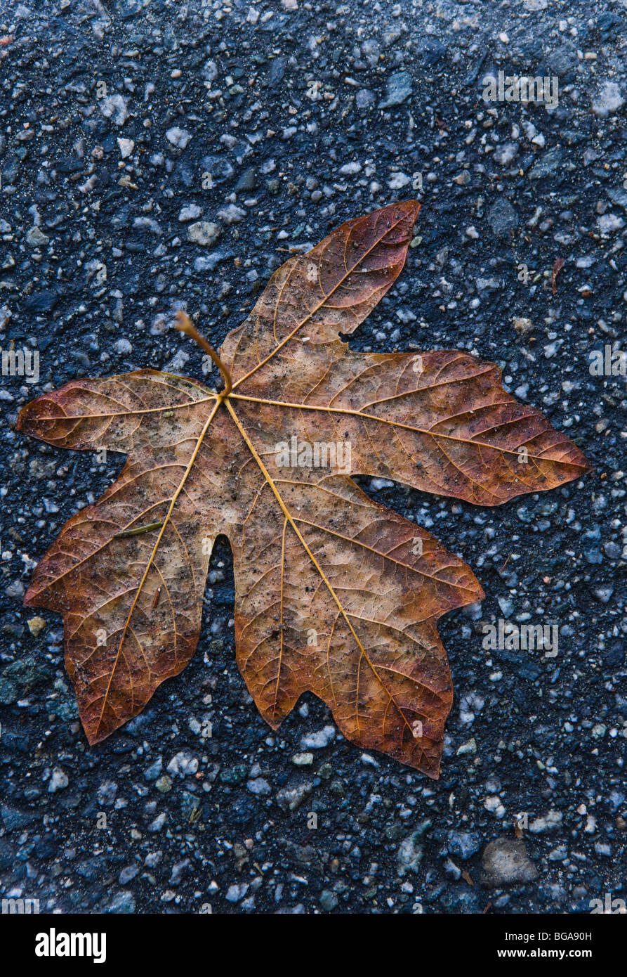 Ein Dampend abgeflacht Ahornblatt auf ein Asphalt-Bahn. Vancouver, BC, Kanada. Stockfoto