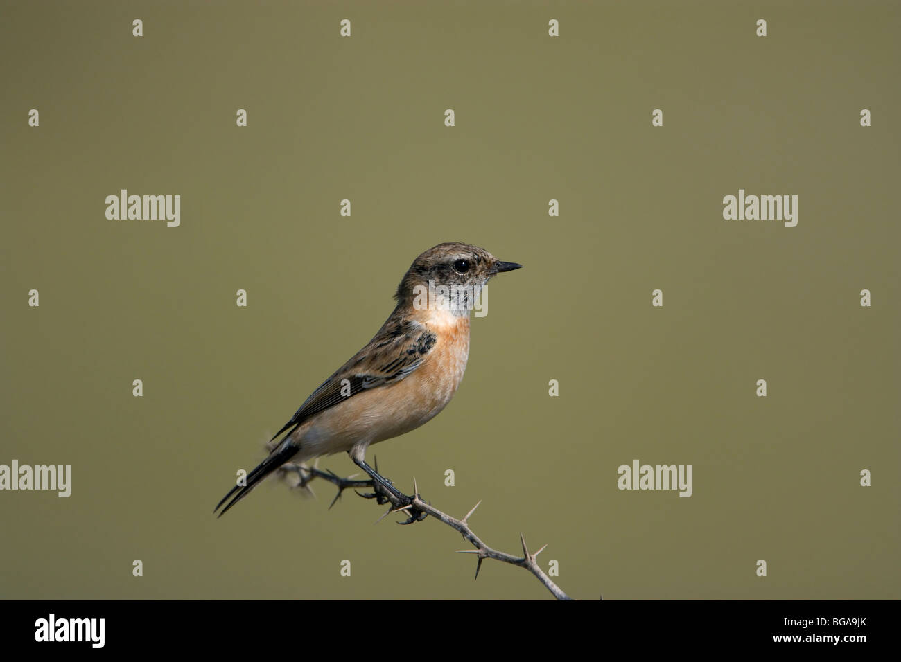 Gemeinsamen Stein chat weiblichen Vogel mit ordentlich Hintergrund auf den Dornen Stockfoto