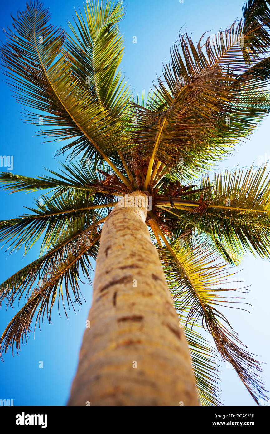 Palmen und karibischen Himmel Stockfoto